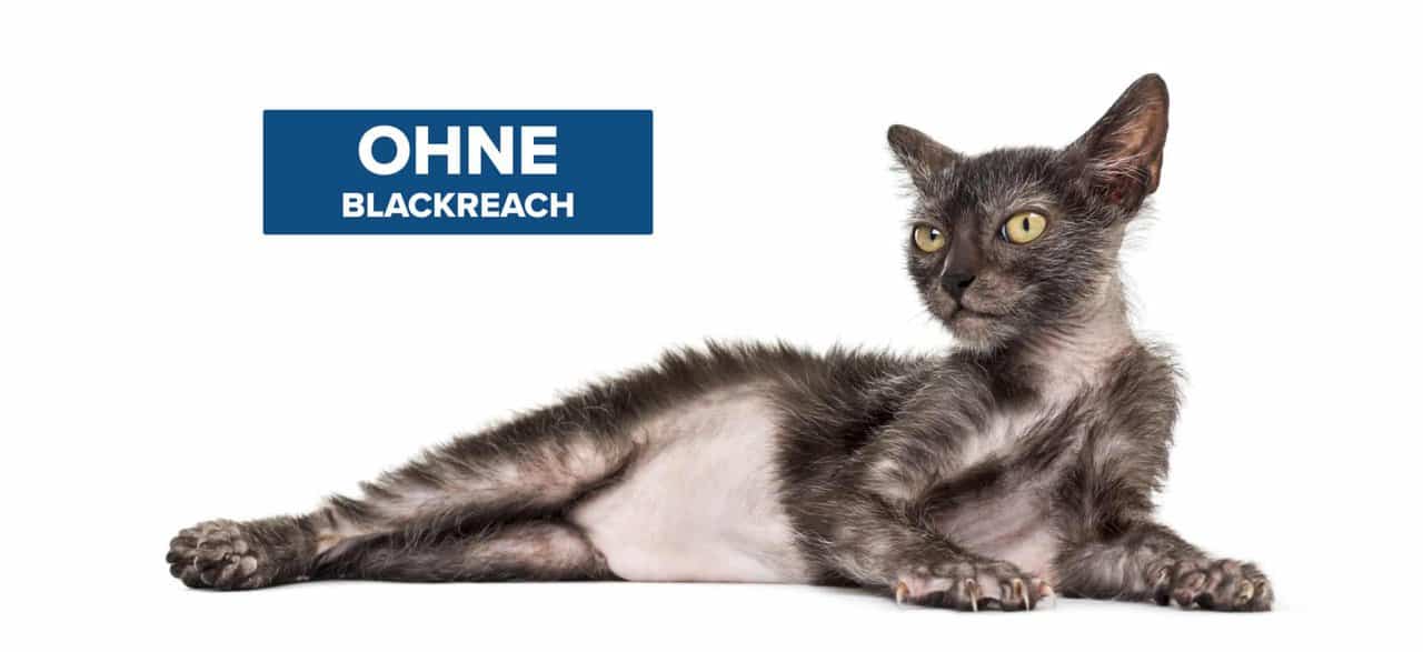 Ohne BlackReach - Katze